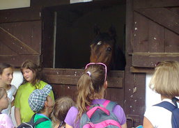 koně1